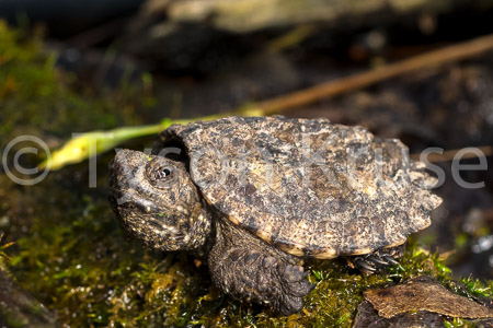 What You Looking At?