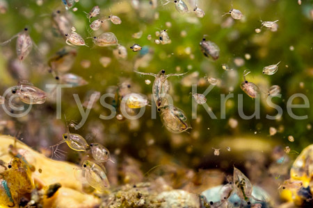 Daphnia Party