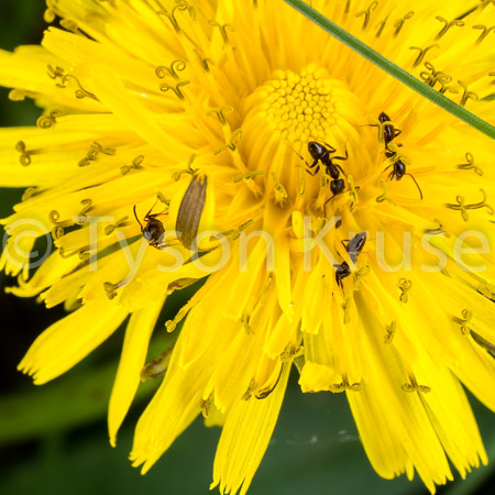 At Play in the Dandelions of the Lord
