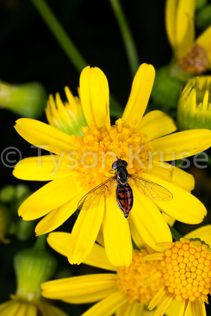 Just Some Bug on a Flower