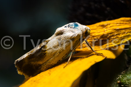 When Momma was Moth (Sleepytime)