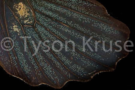 Butterfly Metropolis at Night